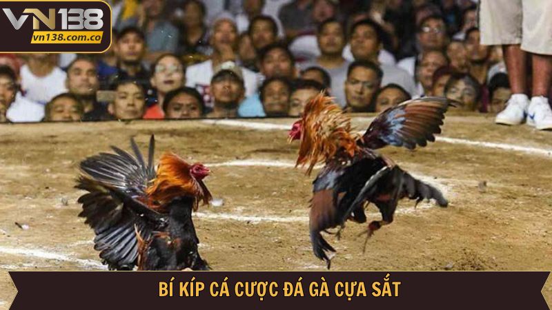 Hé lộ chiến lược thắng đậm tại đá gà cựa sắt