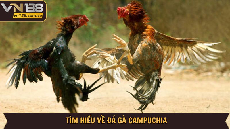 Toàn cảnh sơ lược hình thức đá gà Campuchia 