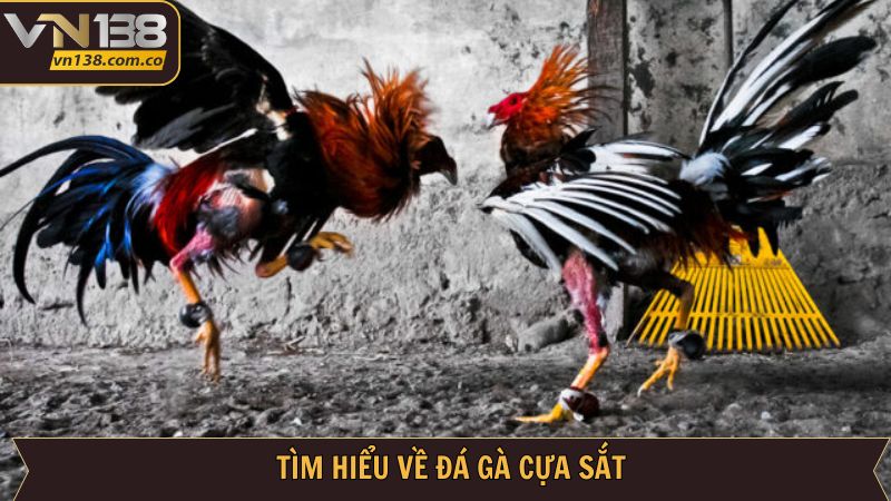 Khái quát ý chính về đá gà cựa sắt